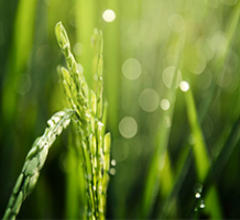 حکمرانی دانش و ارتقای بهره وری