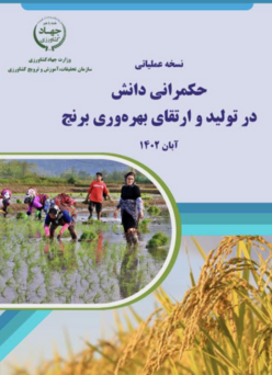 حکمرانی دانش در تولید و ارتقاء بهره‌وری برنج