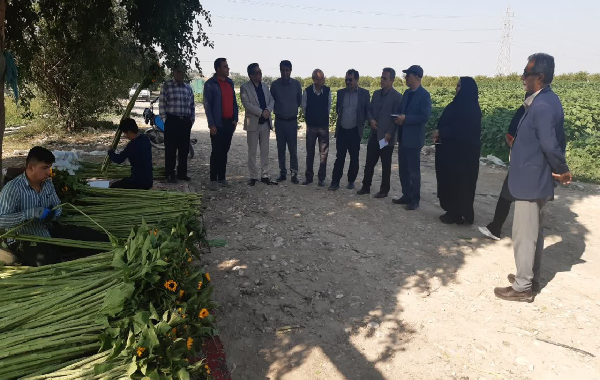 بازدید گروه کارشناسی الگوی کشت ملی از استان بوشهر