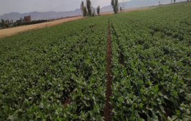 بازدید گروه کارشناسی الگوی کشت ملی از استان زنجان