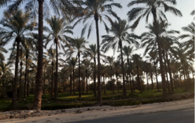 جلسه هم‌اندیشی برنامه تولید بهینه (الگوی کشت) ملی محصولات باغبانی