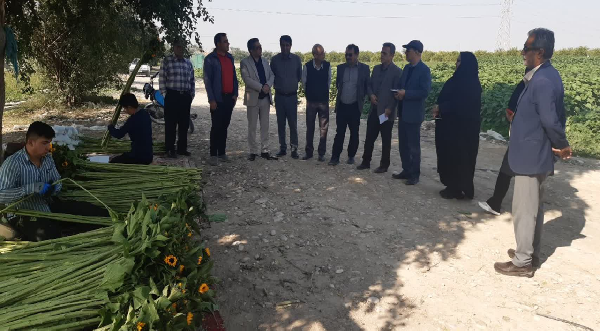 بازدید گروه کارشناسی الگوی کشت ملی از استان بوشهر