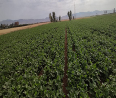 بازدید گروه کارشناسی الگوی کشت ملی از استان زنجان