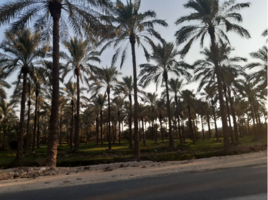 جلسه هم‌اندیشی برنامه تولید بهینه (الگوی کشت) ملی محصولات باغبانی