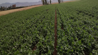 بازدید گروه کارشناسی الگوی کشت ملی از استان زنجان
