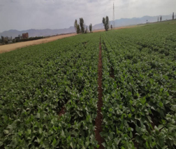 بازدید گروه کارشناسی الگوی کشت ملی از استان زنجان