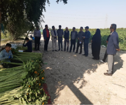 بازدید گروه کارشناسی الگوی کشت ملی از استان بوشهر